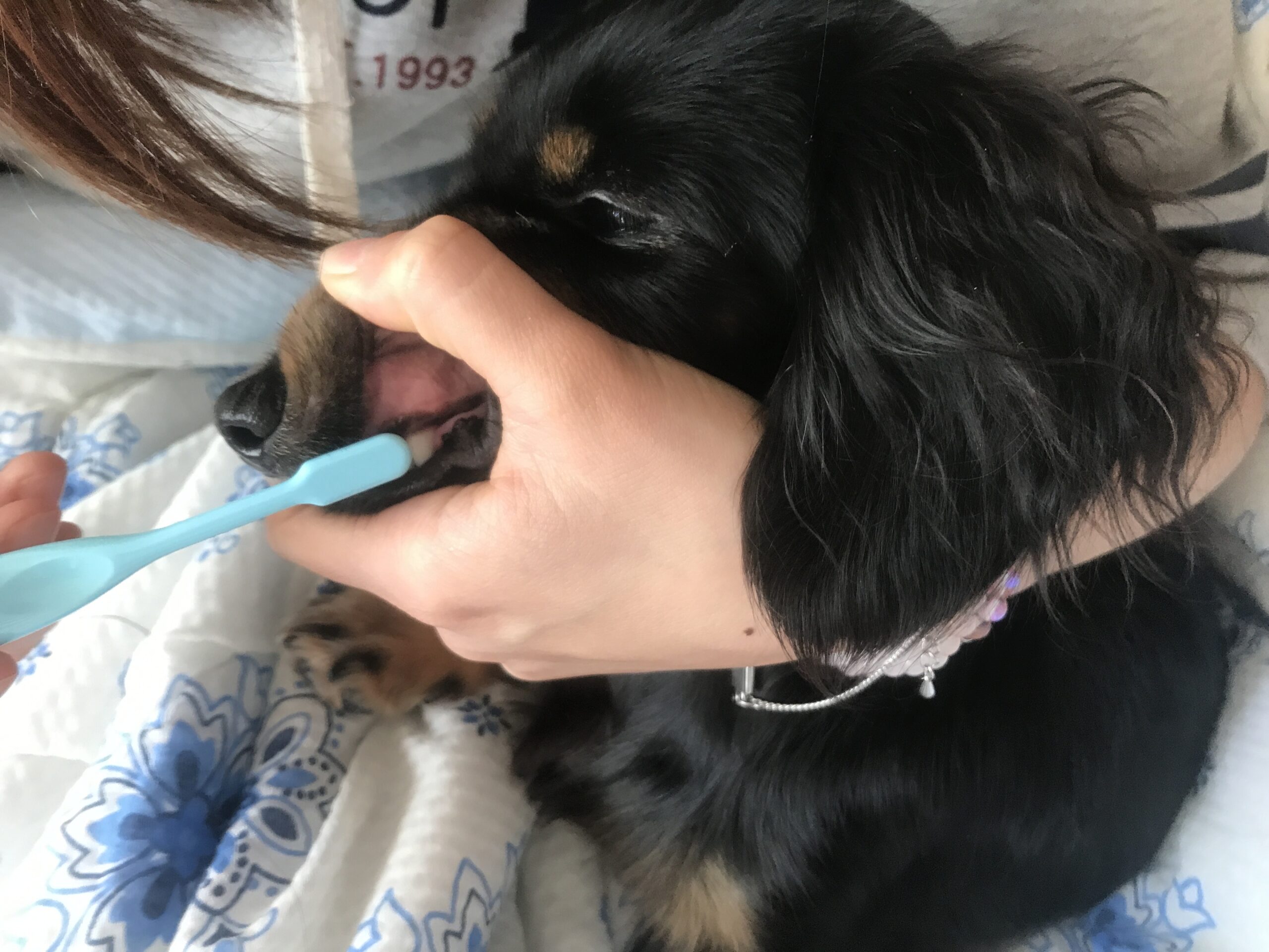 愛犬、歯磨き中
